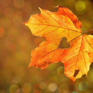 Essential Tips for Your Health This Fall
