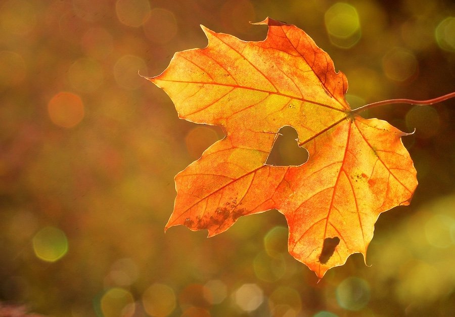 Essential Tips for Your Health This Fall