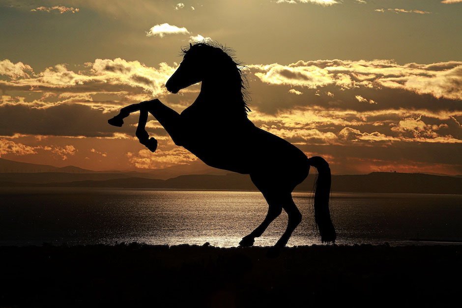 Year of the Fire Horse